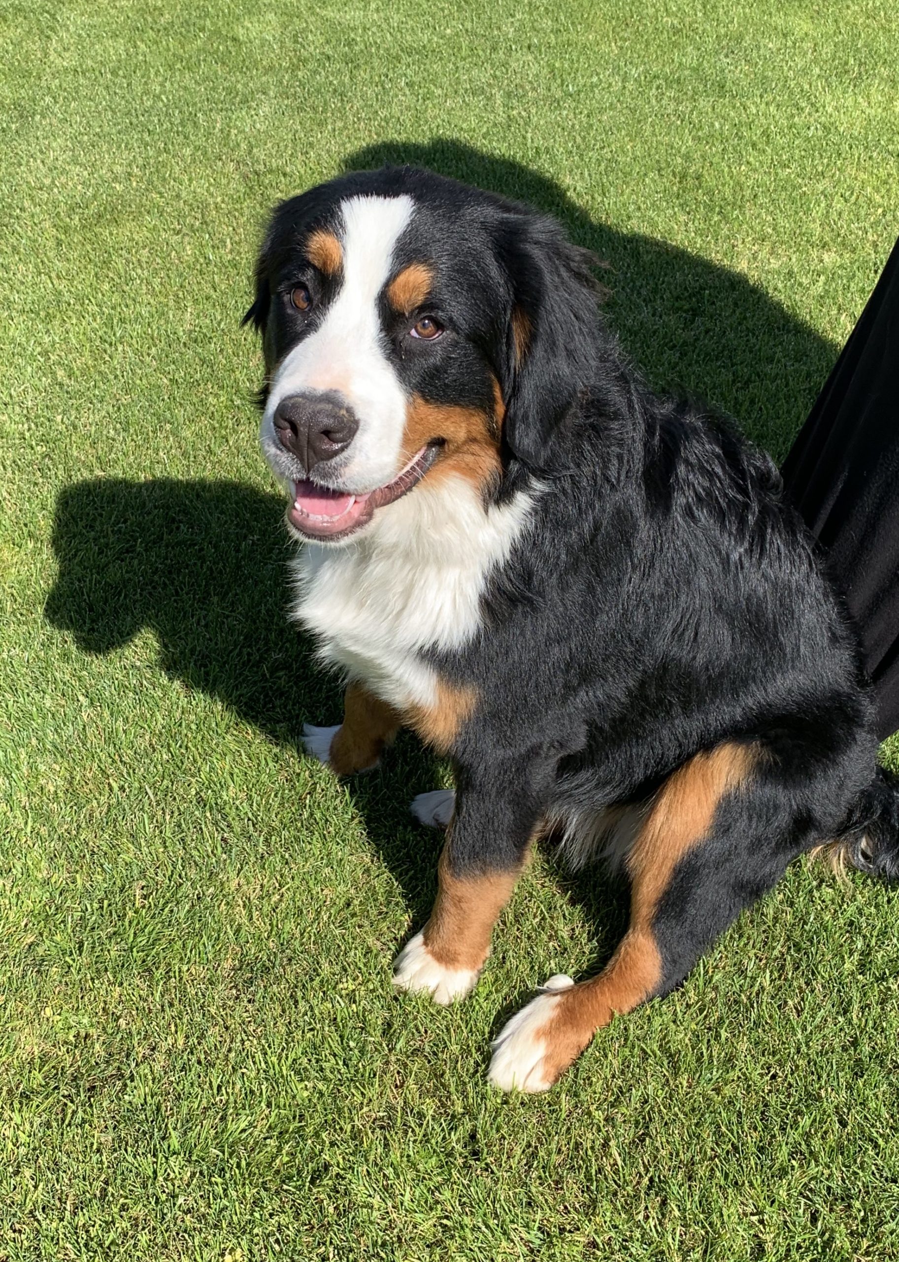 Ginger Estes Kennels