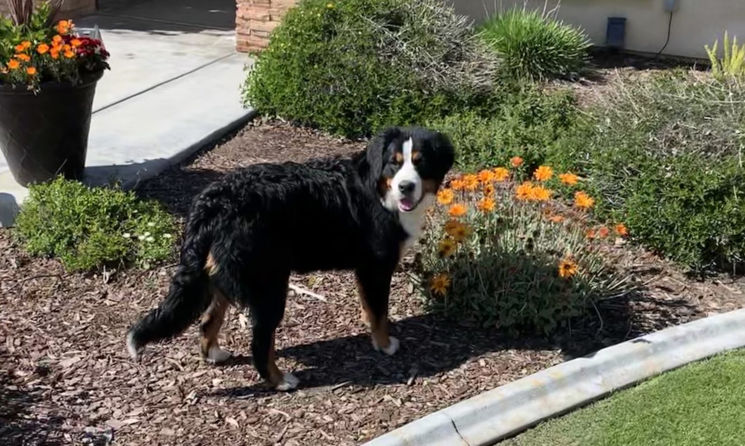Bernese Mountain Females Estes Kennels