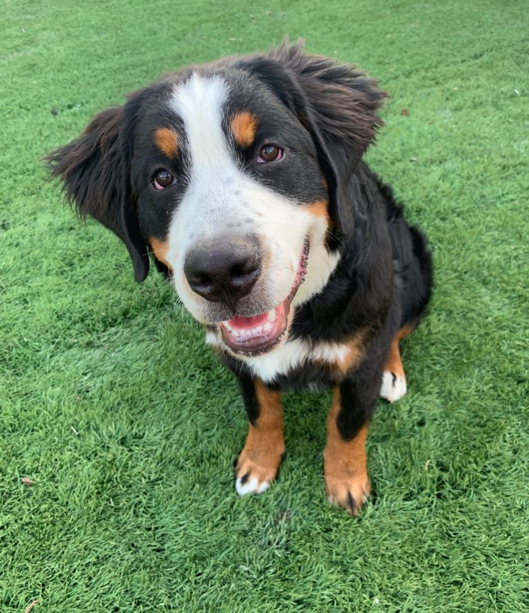 Puppies Estes Kennels