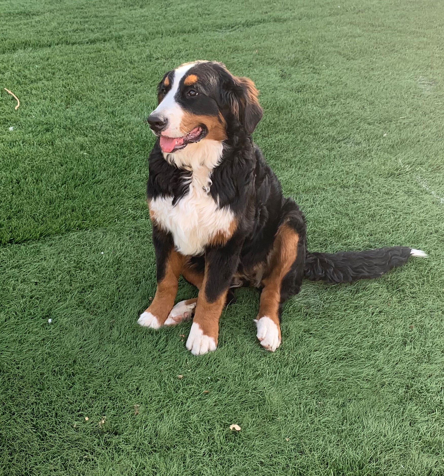 Bernese Mountain Females Estes Kennels
