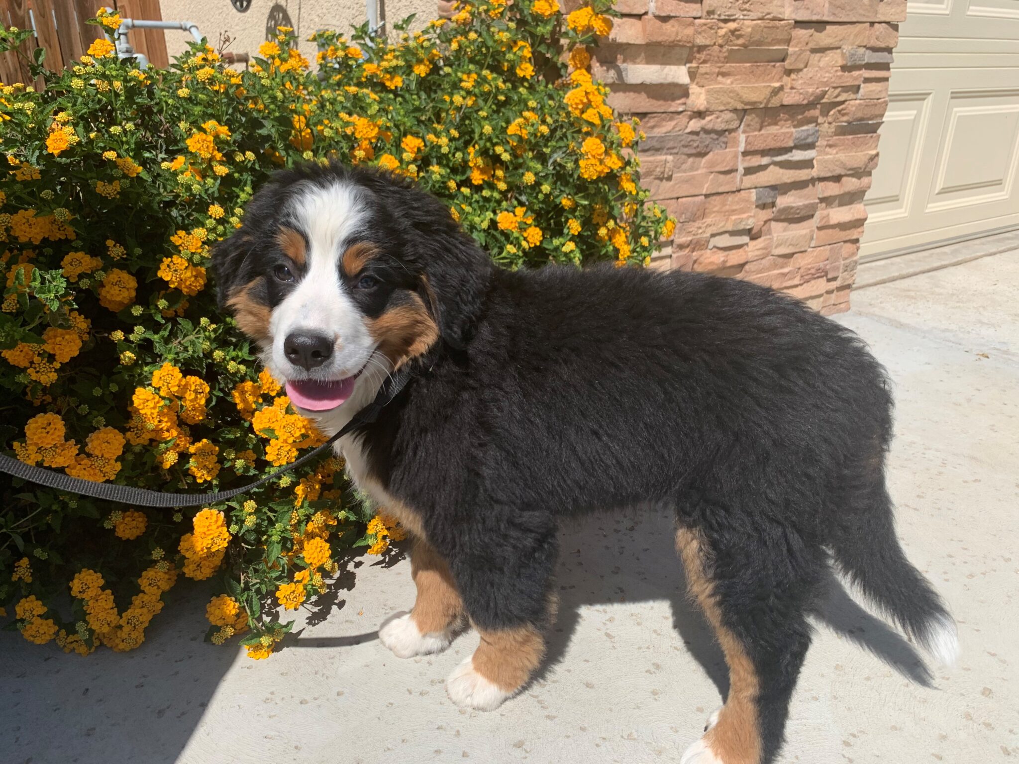 Bernese Mountain Females Estes Kennels