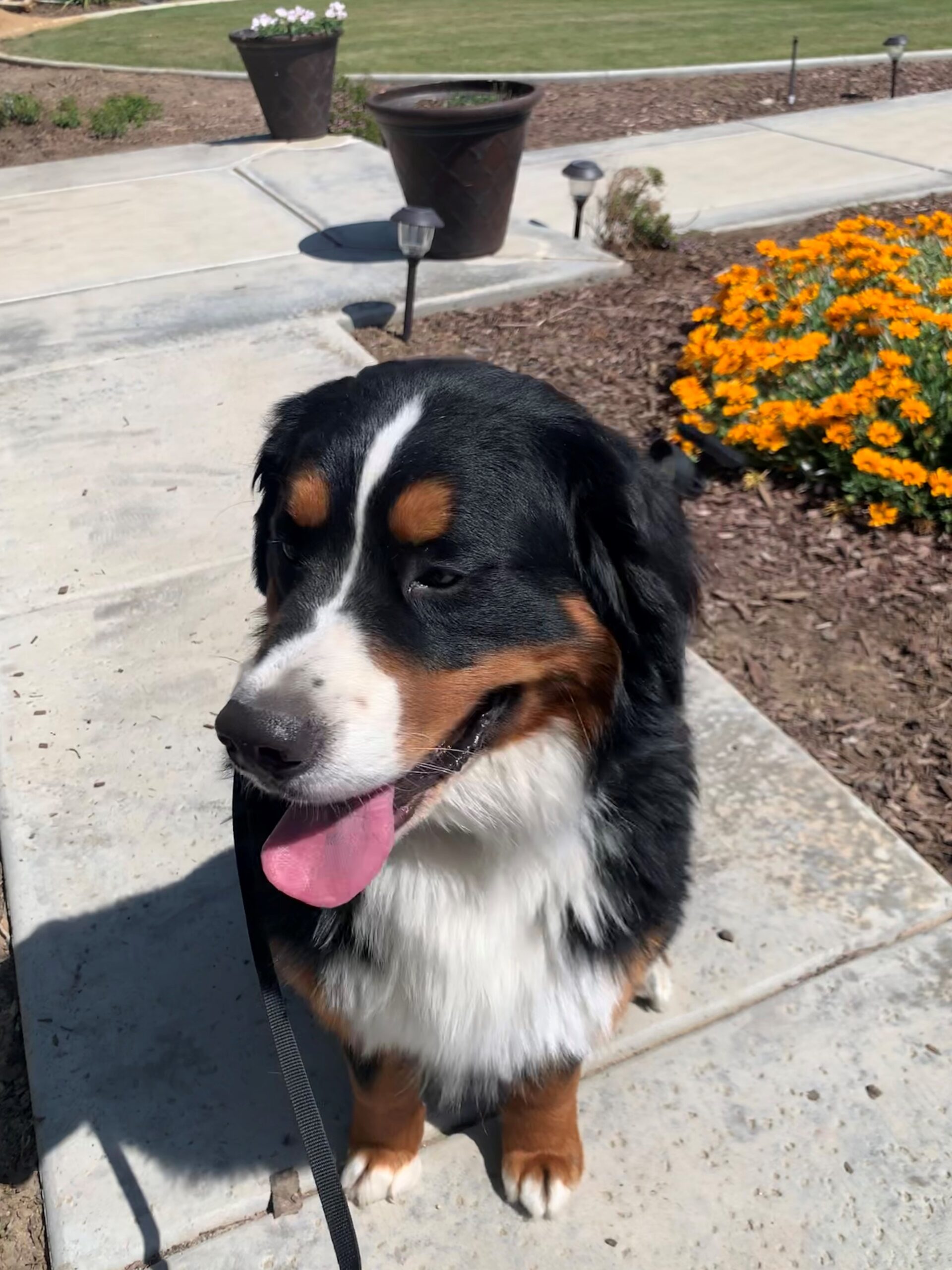 Bernese Mountain Males Estes Kennels