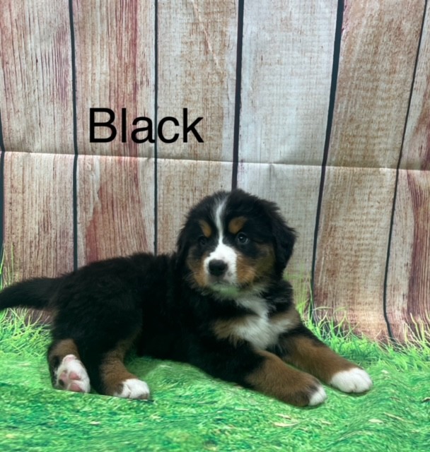 Bernese Mountain Puppies Estes Kennels