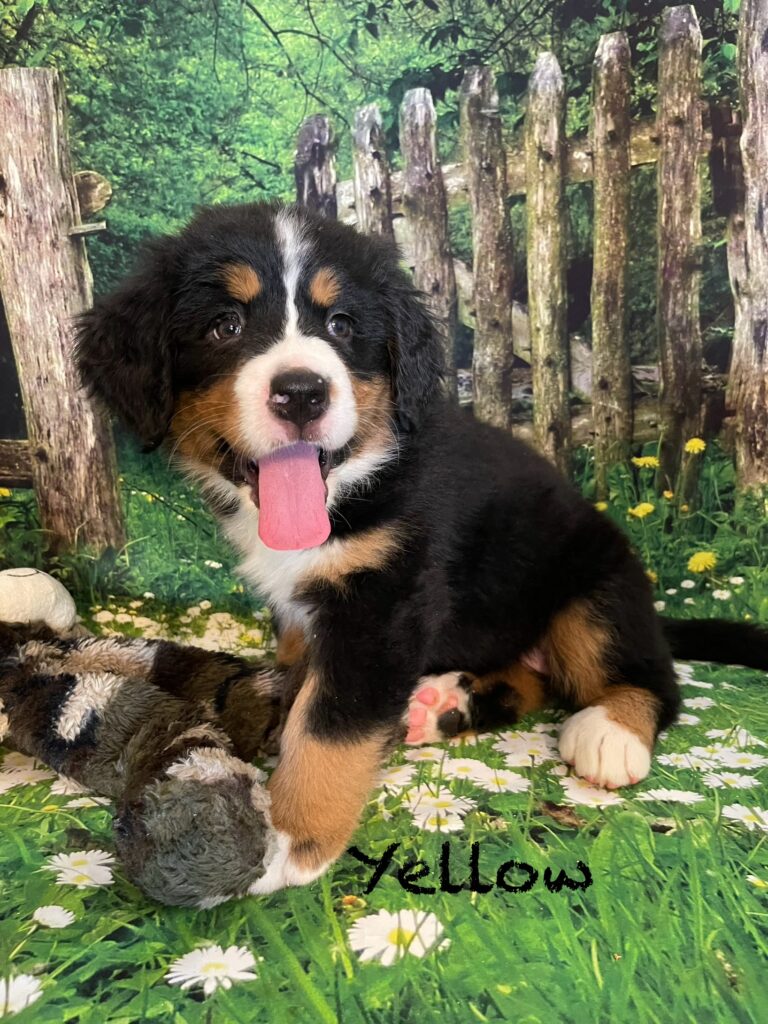 Bernese Mountain Puppies Estes Kennels