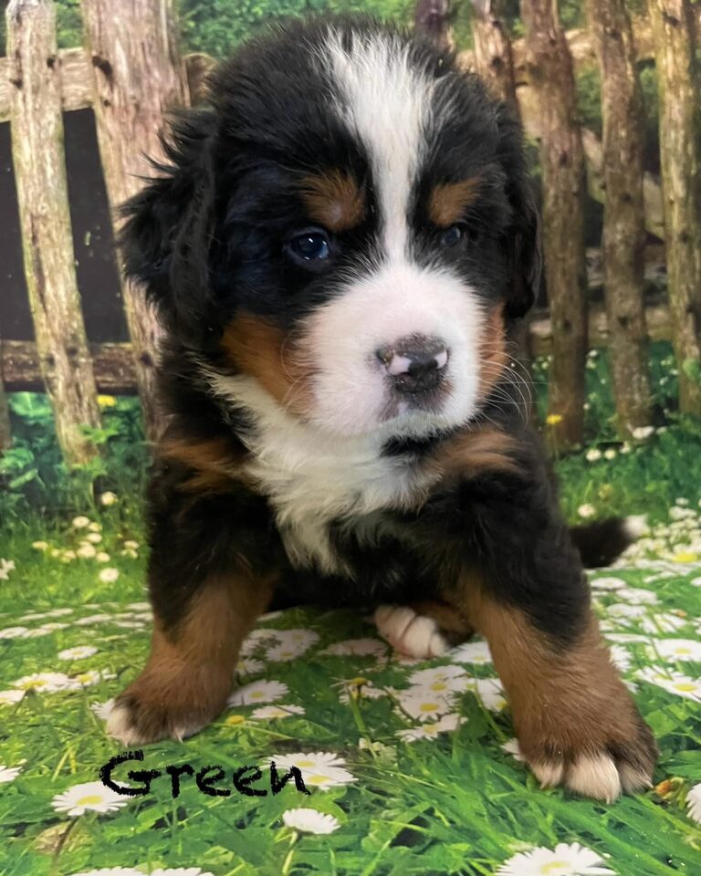 Bernese Mountain Puppies Estes Kennels