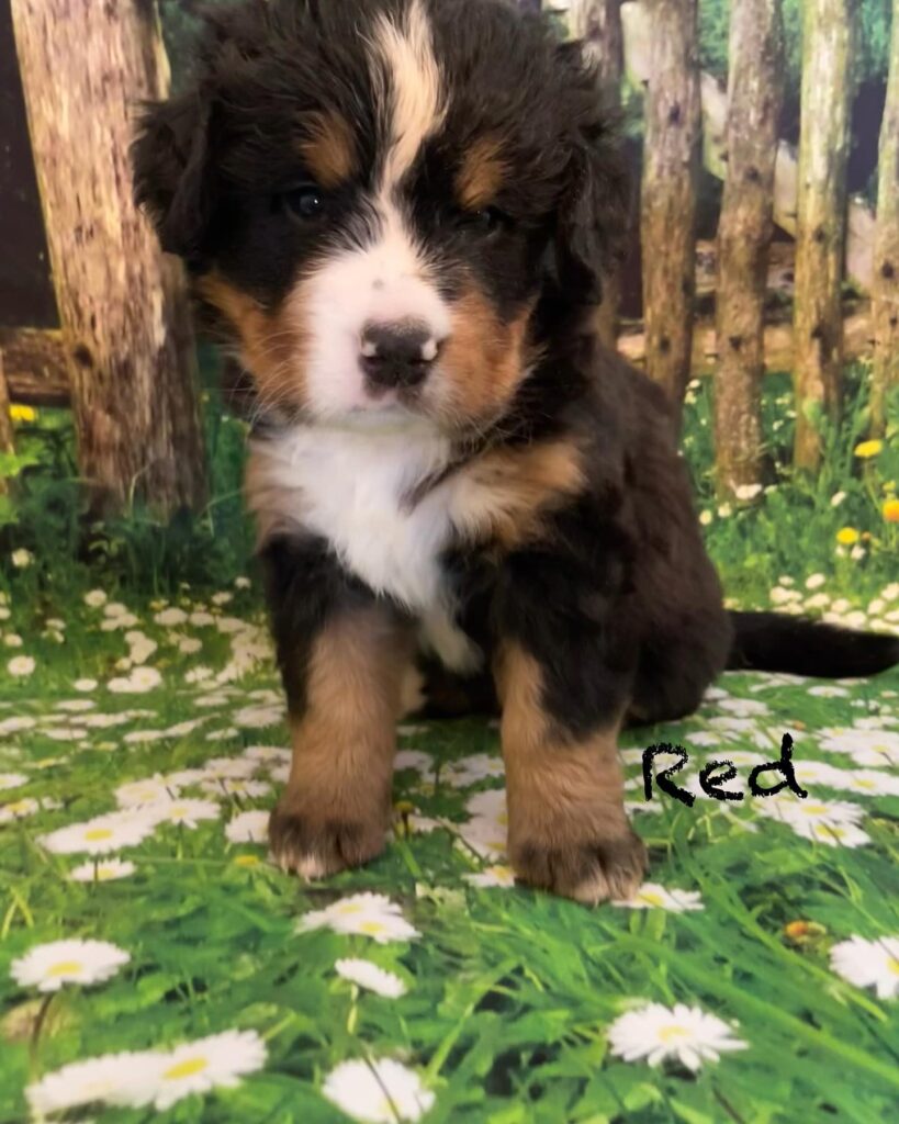 Bernese Mountain Puppies Estes Kennels